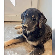 Aïe Pepitooo participe au concours pour gagner de l'argent avec cette photo : puppy, dog, floor, door, lying_down, black_and_tan, young_animal, pet, indoor, relaxed, cute, canine, fur, animal, domestic_animal, young_dog, resting, looking_away, small_dog, companion
