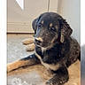Maurice participe au concours pour gagner de l'argent avec cette photo : animal, black, brown, canine, collar, cute, dog, door, floor, fur, home, indoor, lying_down, pet, portrait, puppy, resting, white, young, young_dog