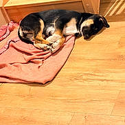 Maurice participe au concours pour gagner de l'argent avec cette photo : animal, black_and_tan, blanket, cozy, cute, dog, floor, fur, home, indoor, pet, puppy, relaxing, resting, sleeping, stairs, sunlight, wood, wooden_floor, young_dog