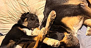 Maurice a rejoint le concours — aidez-le/la à gagner de superbes lots ! animal, bed, black_and_tan, blanket, comfort, companions, cozy, cute, dog, domestic, fur, indoor, nap, paw, pets, pillow, relaxing, resting, sleeping, snuggling