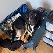 Maurice a rejoint le concours — aidez-le/la à gagner de superbes lots ! dog, suitcase, clothes, wooden_floor, indoor, pet, black_dog, brown_dog, white_markings, looking_up, plastic_drawers, floor, home, cute, animal, lying_down, cozy, packed_suitcase, domestic, room