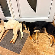 Boubou participe au concours pour gagner de l'argent avec cette photo : puppies, dog, sleeping, indoor, floor, door, mat, wood_floor, black_and_white, black_and_tan, pets, resting, animal, cute, young_dog, companion, house, cozy, relaxing, two_dogs