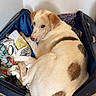 dog, white_dog, brown_spots, suitcase, clothes, indoor, wooden_floor, pet, looking_back, lying_down, travel_luggage, open_suitcase, comfort, home, animal, canine, flooring, resting, cute, domestic_animal