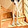Romeo