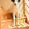 animal, black_and_white, calm, canine, dog, ears, floor, house, indoor, nose, paw, pet, quiet, railing, shadow, sitting, stairs, sunlight, wall, wooden_stairs