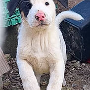 Romeo participe au concours pour gagner de l'argent avec cette photo : puppy, dog, white_fur, black_fur, pink_nose, outdoor, playful, running, ears, tail, ground, rocks, plastic_crate, yard, animal, pet, cute, young, energetic, closeup