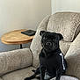armchair, black_dog, bone_design, canine, companion, cozy, curious, cute, dog, domestic, furniture, home, indoor, living_room, looking_at_camera, pet, seated, sweater, table, tablet
