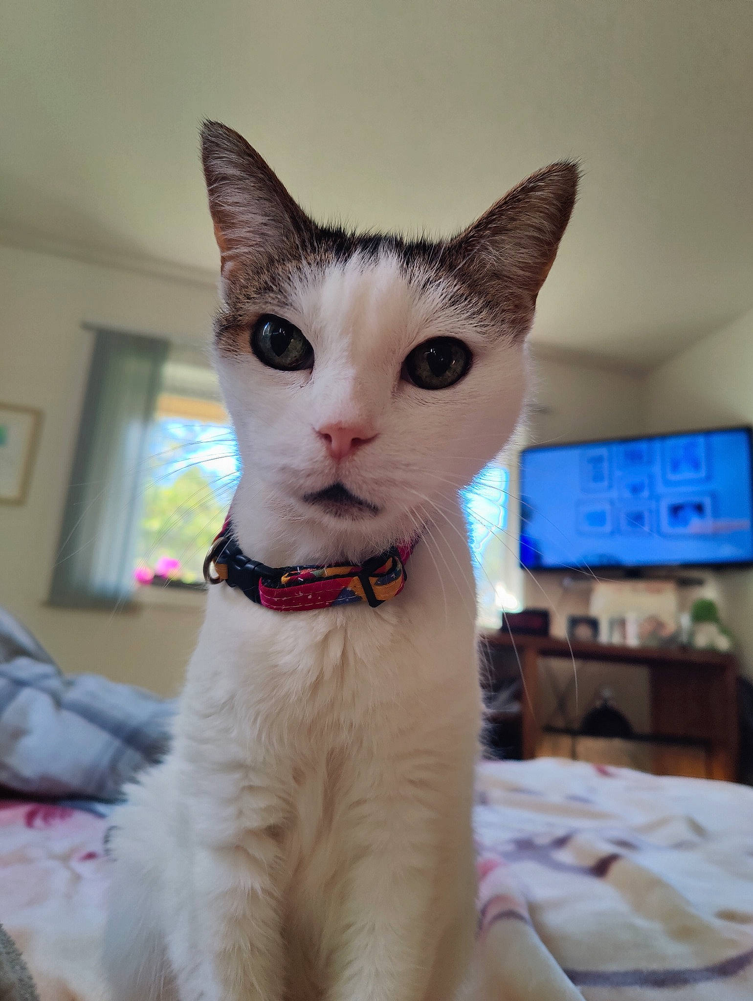 Kora joined the competition — help win amazing prizes! carnivore, cat, collar, devon_rex, domestic_short_haired_cat, fawn, felidae, fur, paw, picture_frame, sitting, small_to_medium_sized_cats, snout, tail, television, whiskers, window