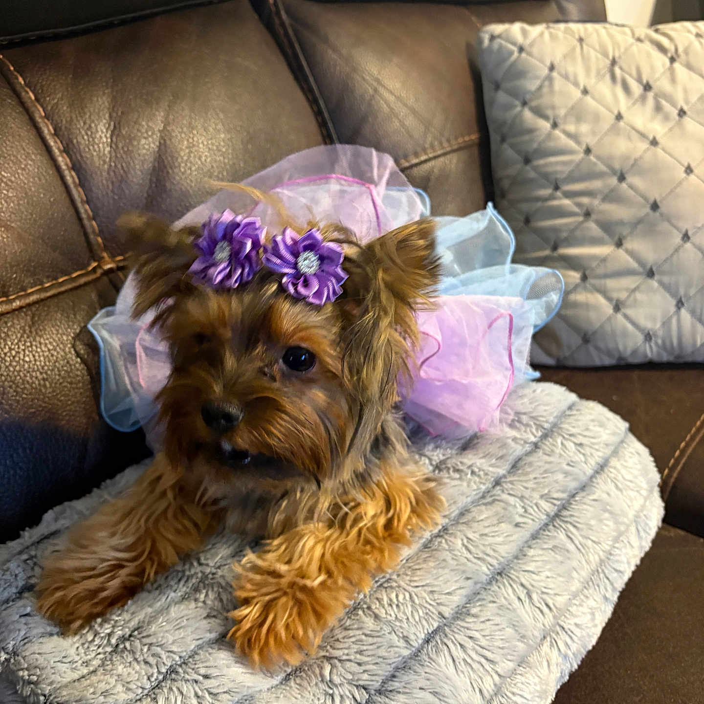 Truly Luv joined the competition — help win amazing prizes! dog, yorkshire_terrier, small_dog, puppy, pet, animal, fur, brown_fur, sitting, portrait, flower_crown, purple_flowers, tutu, costume, blanket, couch, pillow, indoors, cute, well_groomed