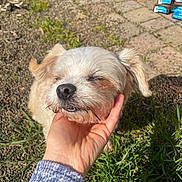 Peluche is registered to the contest to win money with this photo: dog, hand, grass, sunlight, outdoor, pet, small_dog, fur, closed_eyes, human_hand, sleeve, texture, ground, pavement, sunny, nature, relaxation, scratch, happy, animal