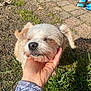 dog, hand, grass, sunlight, outdoor, pet, small_dog, fur, closed_eyes, human_hand, sleeve, texture, ground, pavement, sunny, nature, relaxation, scratch, happy, animal