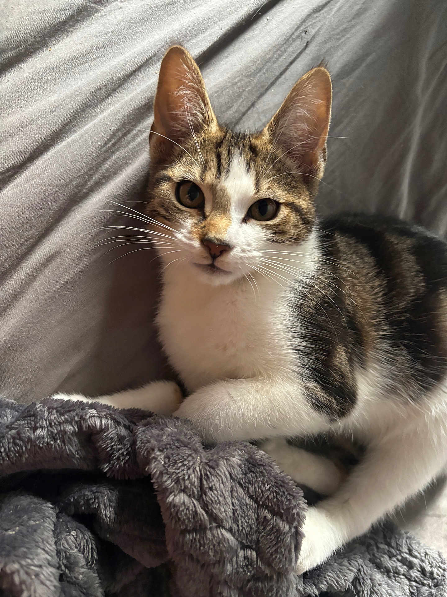 Arlo