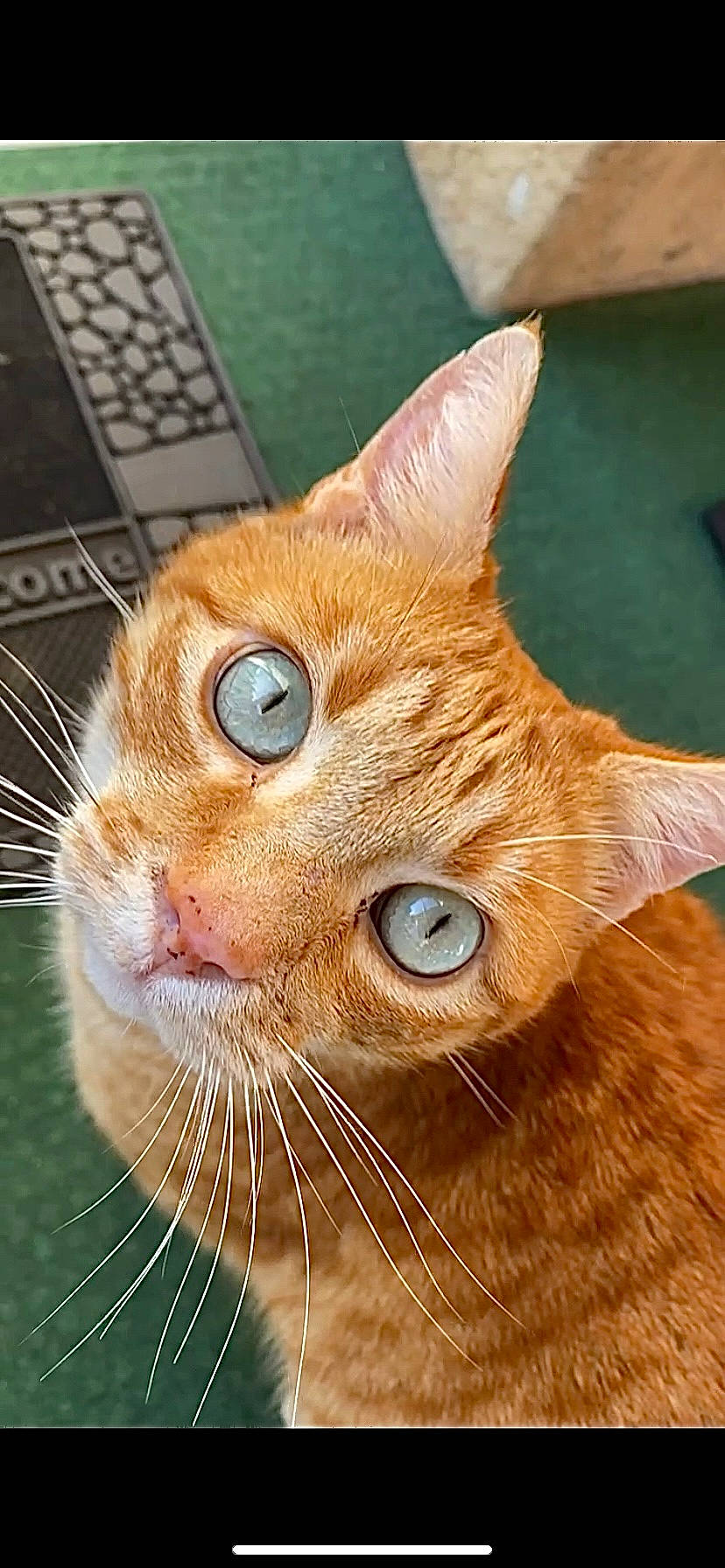 Hulk a rejoint le concours — aidez-le/la à gagner de superbes lots ! carnivore, cat, close_up, domestic_short_haired_cat, ear, fawn, felidae, fur, home_appliance, input_device, mammal, nose, peripheral, small_to_medium_sized_cats, snout, terrestrial_animal, whiskers, wildlife, window, wood