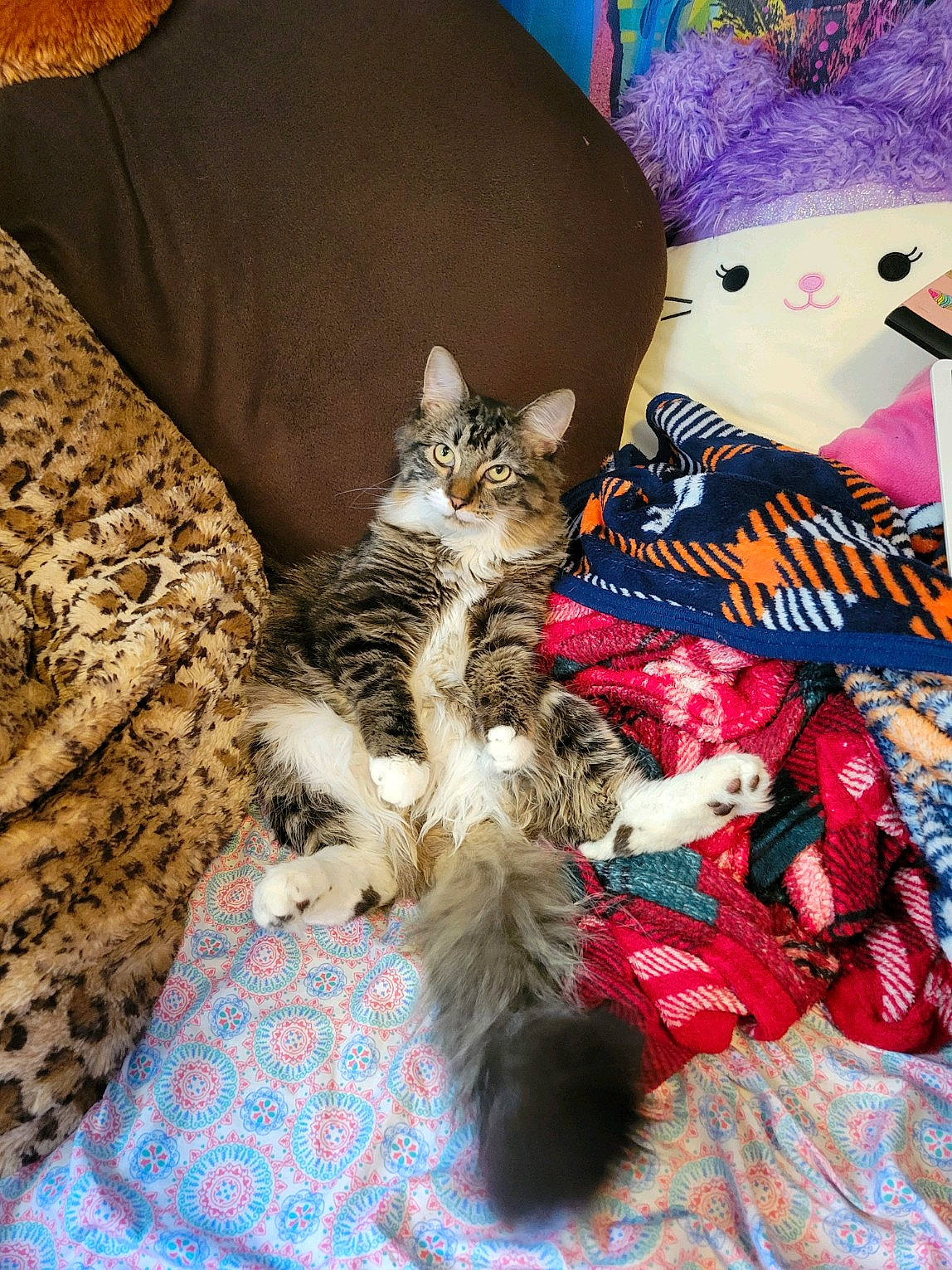 Kimmy joined the competition — help win amazing prizes! bag, basket, box, carnivore, cat, comfort, domestic_short_haired_cat, fawn, felidae, fur, lap, linens, luggage_and_bags, pattern, room, small_to_medium_sized_cats, tail, throw_pillow, toy, whiskers