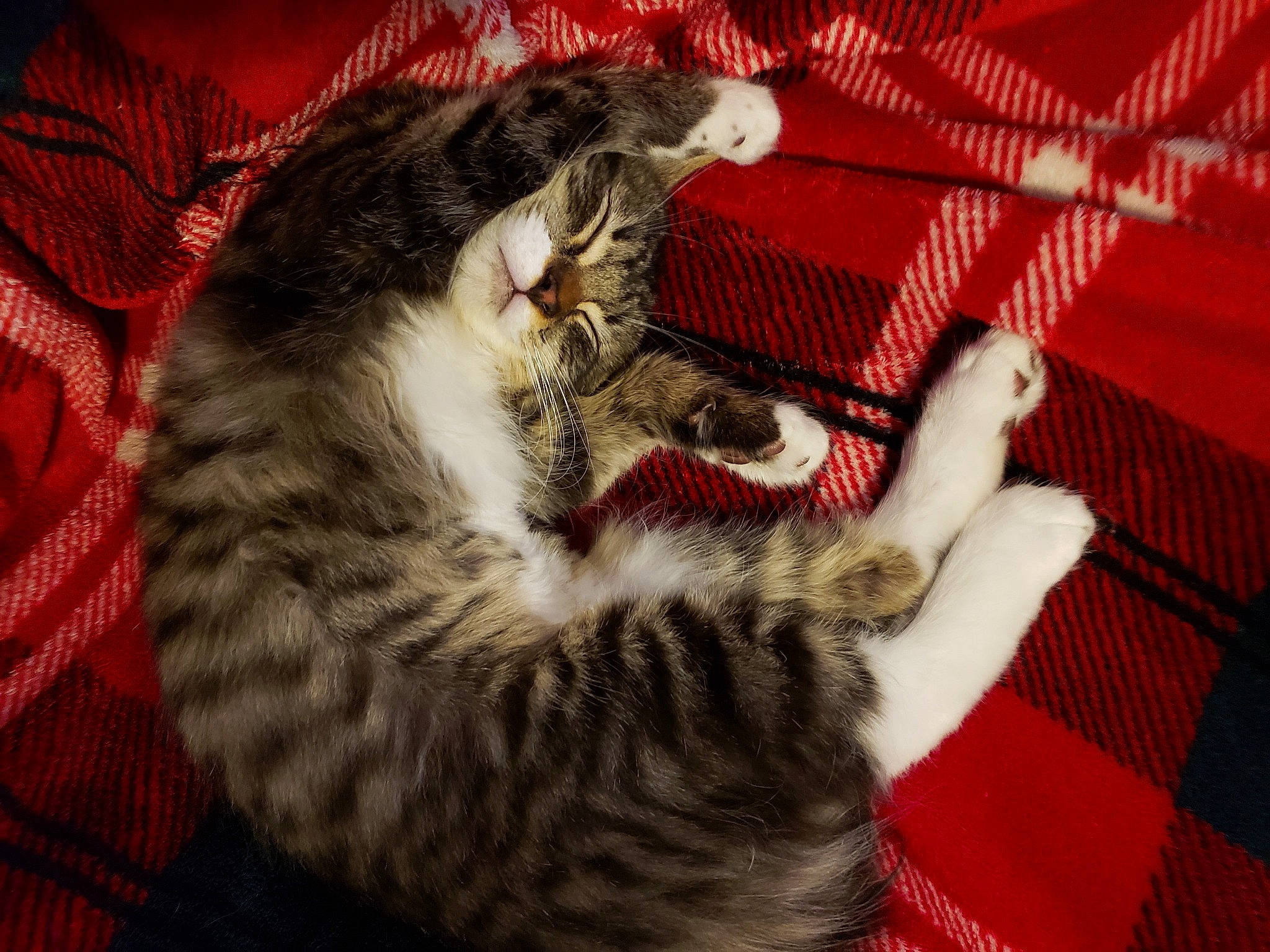 Kimmy is registered to the contest to win money with this photo: carnivore, cat, claw, comfort, domestic_short_haired_cat, ear, felidae, fur, pattern, paw, small_to_medium_sized_cats, tail, textile, vertebrate, whiskers