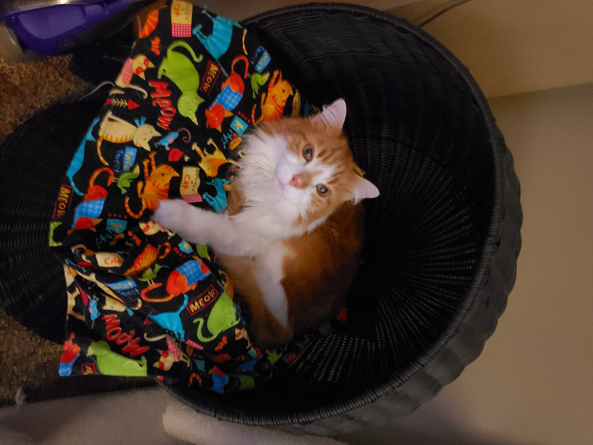 Ernie is registered to the contest to win money with this photo: bag, box, carnivore, cat, cat_supply, chair, comfort, couch, domestic_short_haired_cat, fawn, felidae, fur, lap, luggage_and_bags, plant, small_to_medium_sized_cats, tail, textile, whiskers, wood