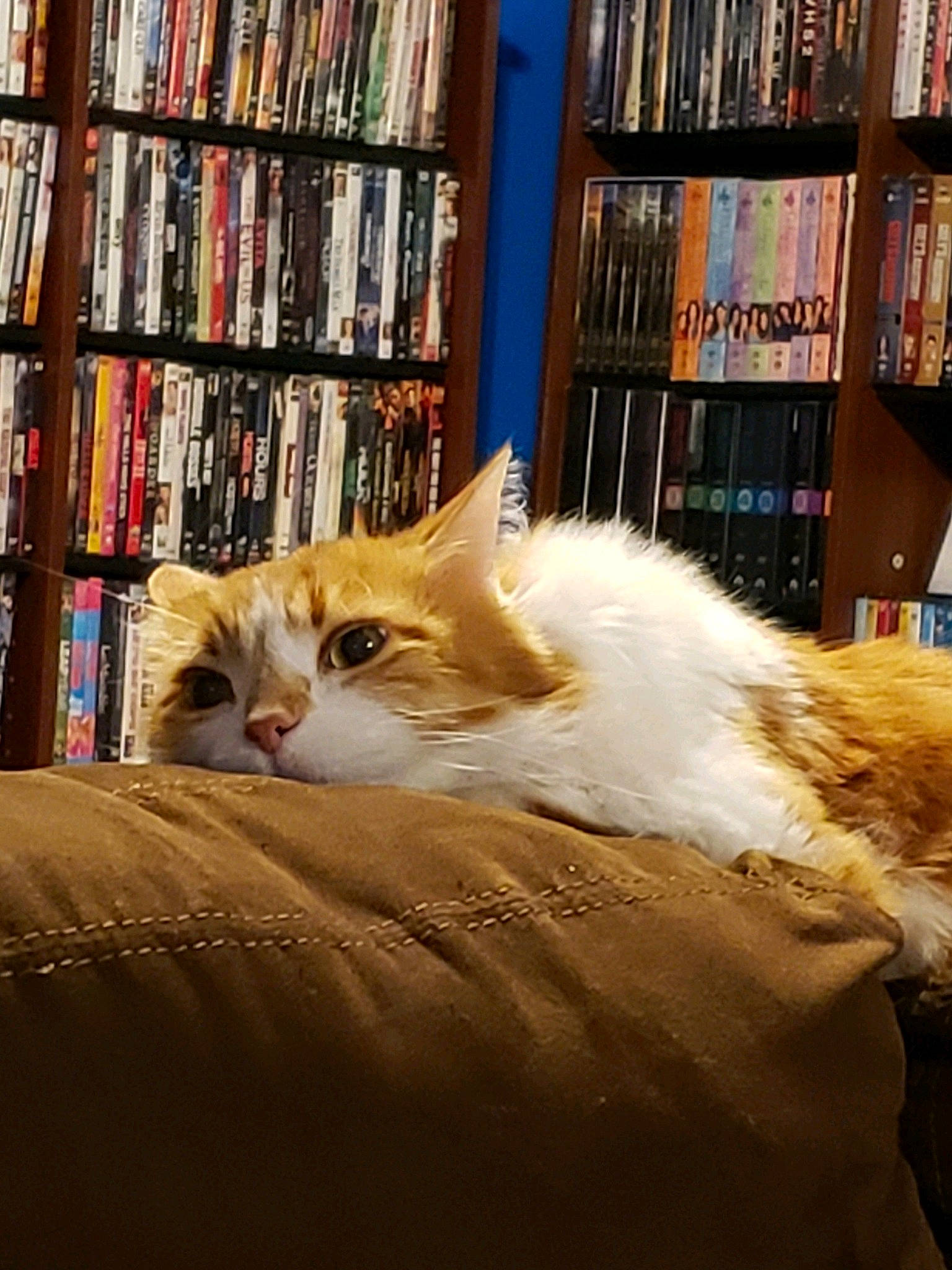 Ernie joined the competition — help win amazing prizes! book, bookcase, carnivore, cat, comfort, domestic_short_haired_cat, felidae, flooring, fur, hardwood, paw, publication, room, shelf, shelving, small_to_medium_sized_cats, tail, tree, whiskers, wood