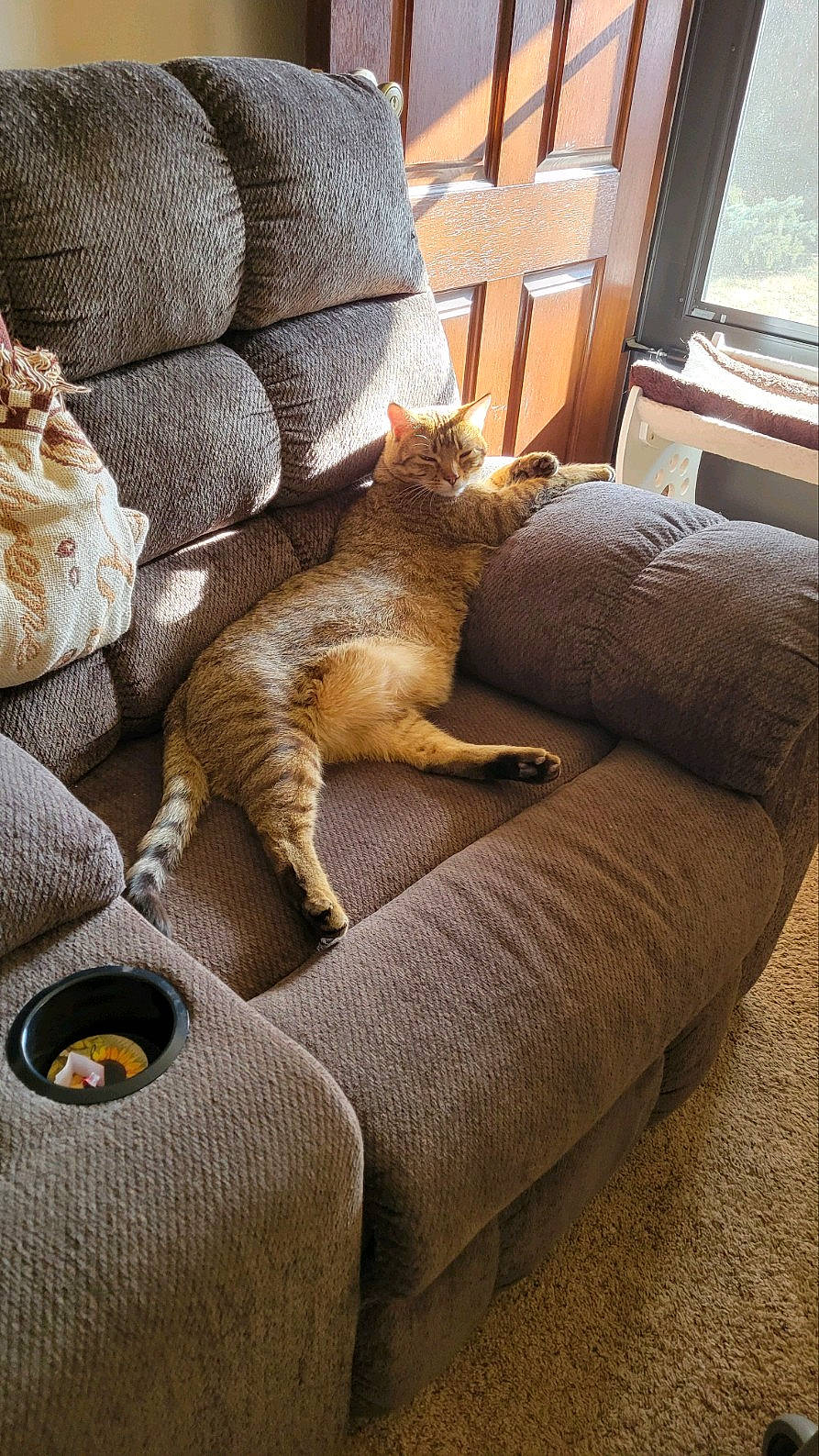 Jake is registered to the contest to win money with this photo: brown, carnivore, cat, comfort, couch, fawn, felidae, flooring, furniture, hardwood, interior_design, living_room, pillow, small_to_medium_sized_cats, studio_couch, tail, textile, whiskers, window, wood