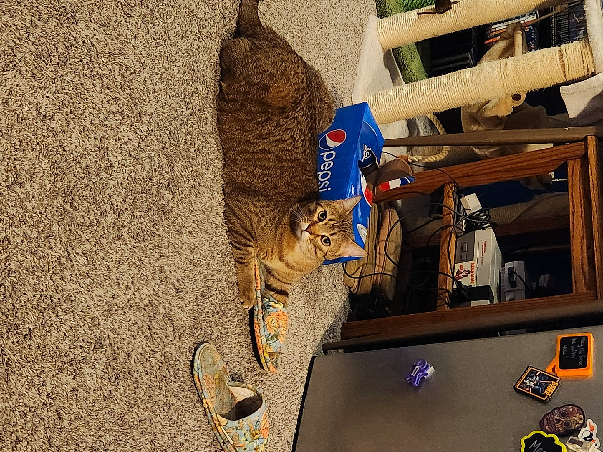 Jake joined the competition — help win amazing prizes! art, basket, bird_supply, cat, domestic_short_haired_cat, felidae, fur, grass, pet_supply, plant, sculpture, small_to_medium_sized_cats, soil, tail, tree, trunk, whiskers, wildlife, wood