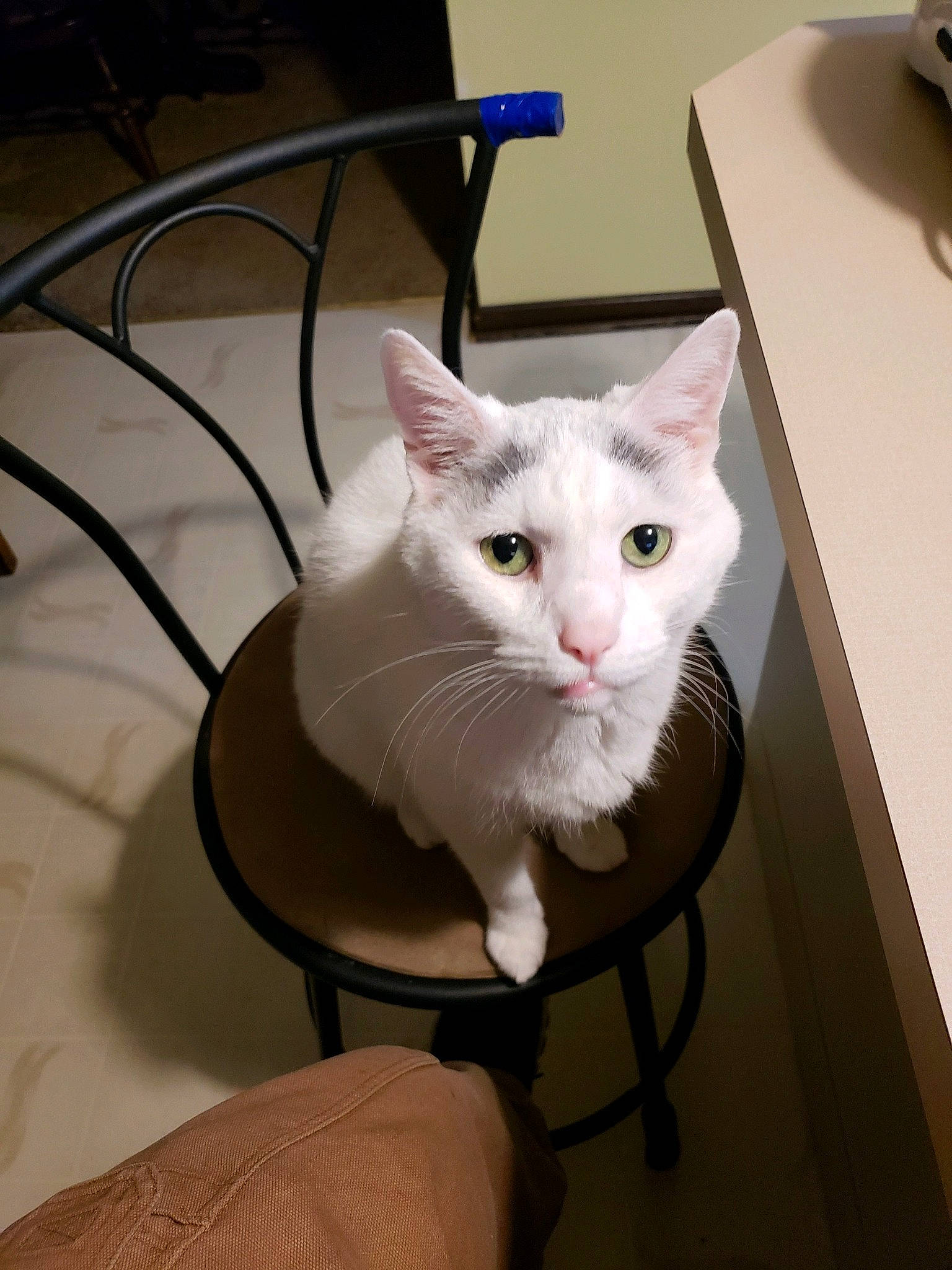 Gus is registered to the contest to win money with this photo: box, carnivore, cat, cat_supply, chair, comfort, domestic_short_haired_cat, felidae, fur, paw, small_to_medium_sized_cats, tail, whiskers