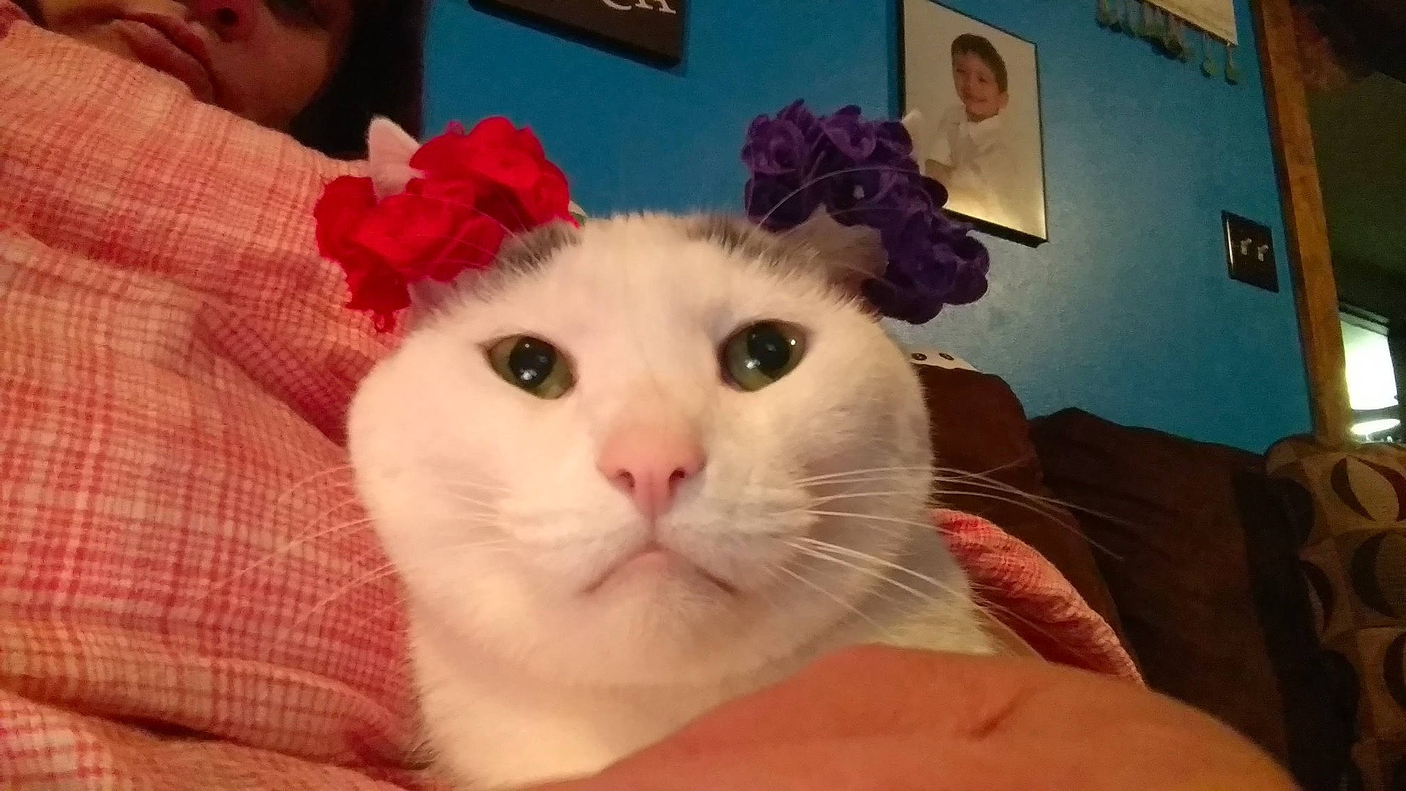 Gus is registered to the contest to win money with this photo: carnivore, cat, comfort, domestic_short_haired_cat, fawn, felidae, fur, pattern, paw, picture_frame, small_to_medium_sized_cats, snout, stuffed_toy, whiskers