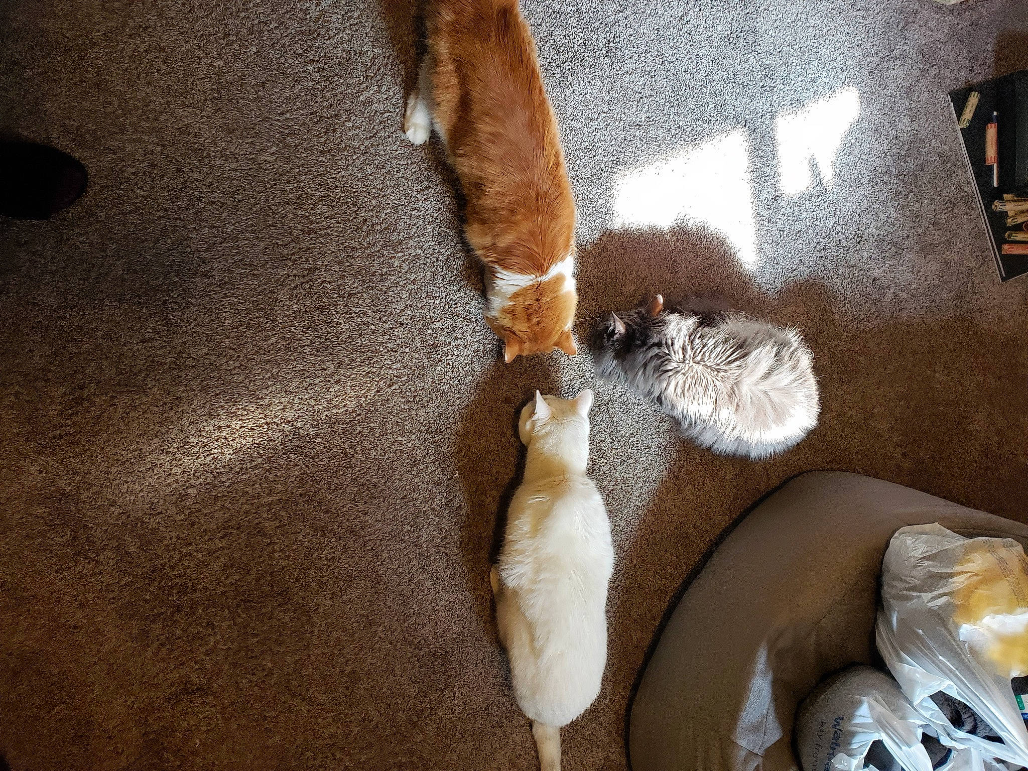 Gus Treebie Beans joined the competition — help win amazing prizes! brown, canidae, comfort, comfort_food, companion_dog, dog_breed, fawn, felidae, flooring, fur, hardwood, human_leg, linens, paw, room, small_to_medium_sized_cats, tail, terrestrial_animal, whiskers, wood