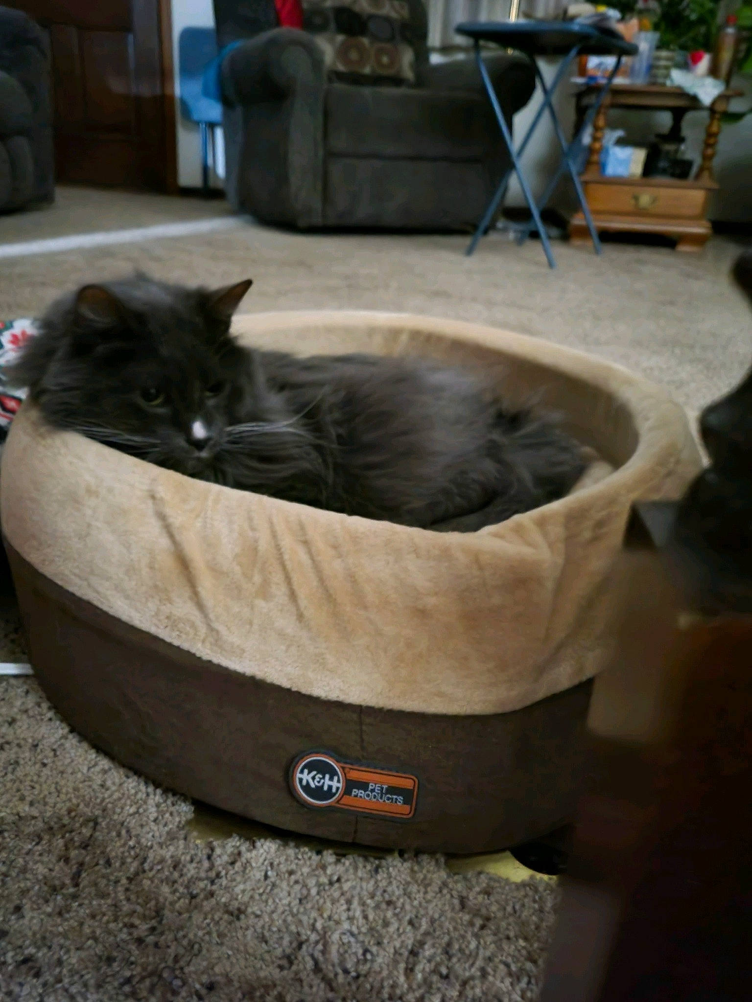 Theo is registered to the contest to win money with this photo: automotive_tire, bag, bombay, carnivore, cat, chair, comfort, couch, domestic_short_haired_cat, felidae, flooring, grey, hardwood, living_room, pet_supply, small_to_medium_sized_cats, tire, whiskers, window, wood