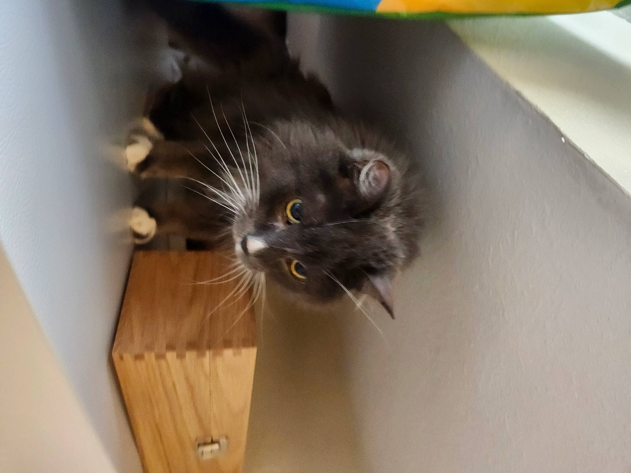 Theo joined the competition — help win amazing prizes! black_cat, carnivore, cat, claw, domestic_short_haired_cat, felidae, flooring, fur, hardwood, plywood, room, small_to_medium_sized_cats, snout, tail, terrestrial_animal, varnish, whiskers, window, wood, wood_stain