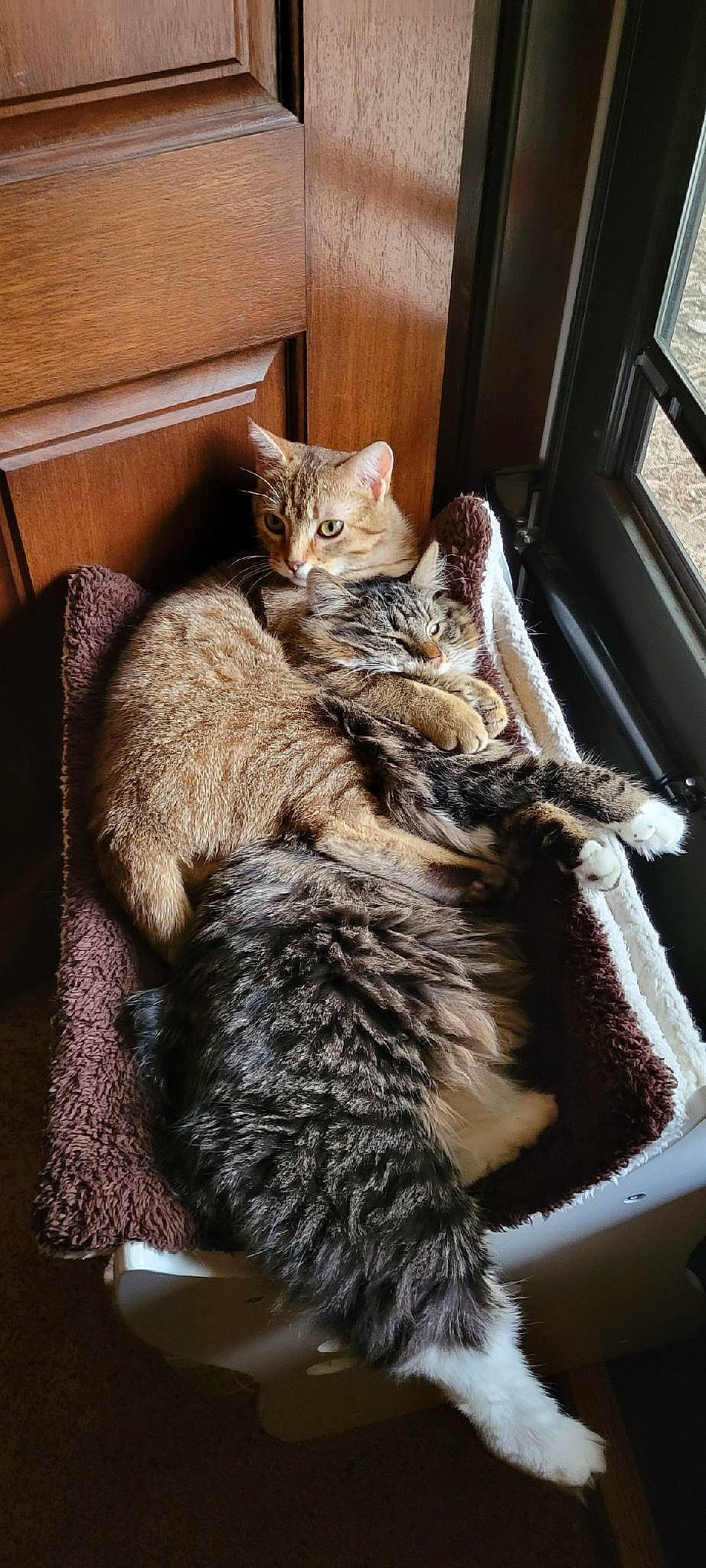 Kim And Jakey joined the competition — help win amazing prizes! carnivore, cat, claw, comfort, domestic_short_haired_cat, door, fawn, felidae, fur, paw, sitting, small_to_medium_sized_cats, snout, tail, terrestrial_animal, whiskers, window, wood