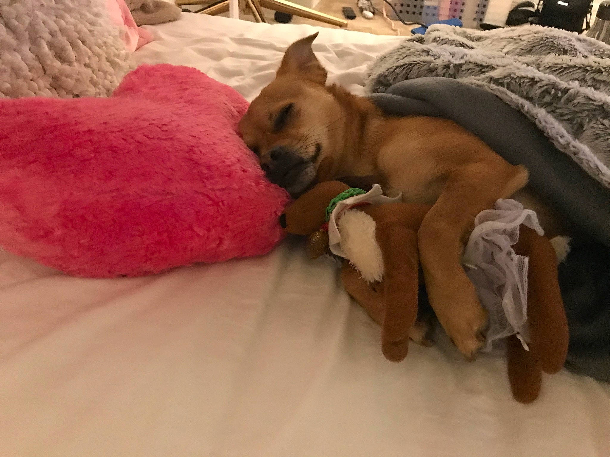 Duke joined the competition — help win amazing prizes! canidae, carnivore, companion_dog, dog, dog_breed, fawn, mammal, nap, non_sporting_group, puppy, vertebrate