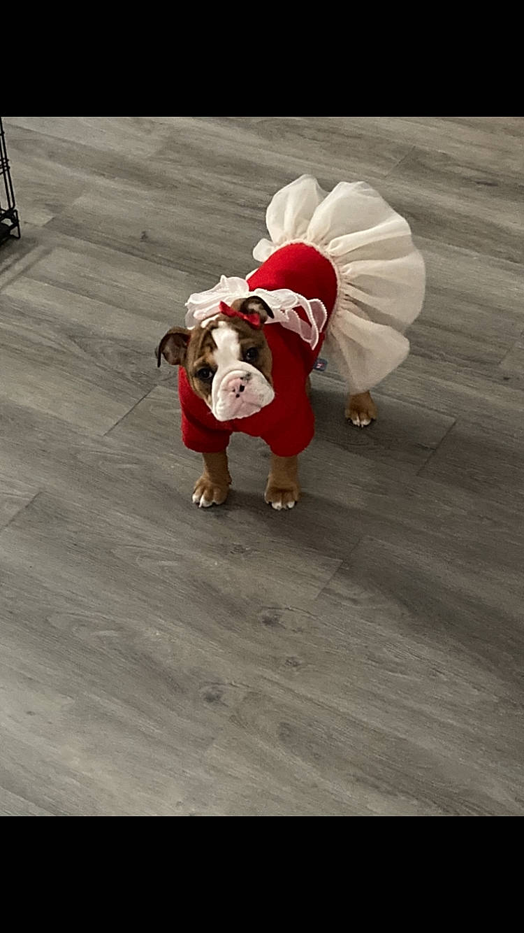 Nala joined the competition — help win amazing prizes! canidae, carmine, carnivore, companion_dog, dog, dog_breed, dog_clothes, event, fawn, fictional_character, floor, flooring, fur, happy, hardwood, hat, santa_claus, sporting_group, wood, working_animal