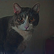 Mr.pit is registered to the contest to win money with this photo: cat, indoor, pet, feline, close_up, whiskers, ears, fur, animal, looking, curious, portrait, domestic_cat, brown, white, face, eyes, mammal, quiet, shadow