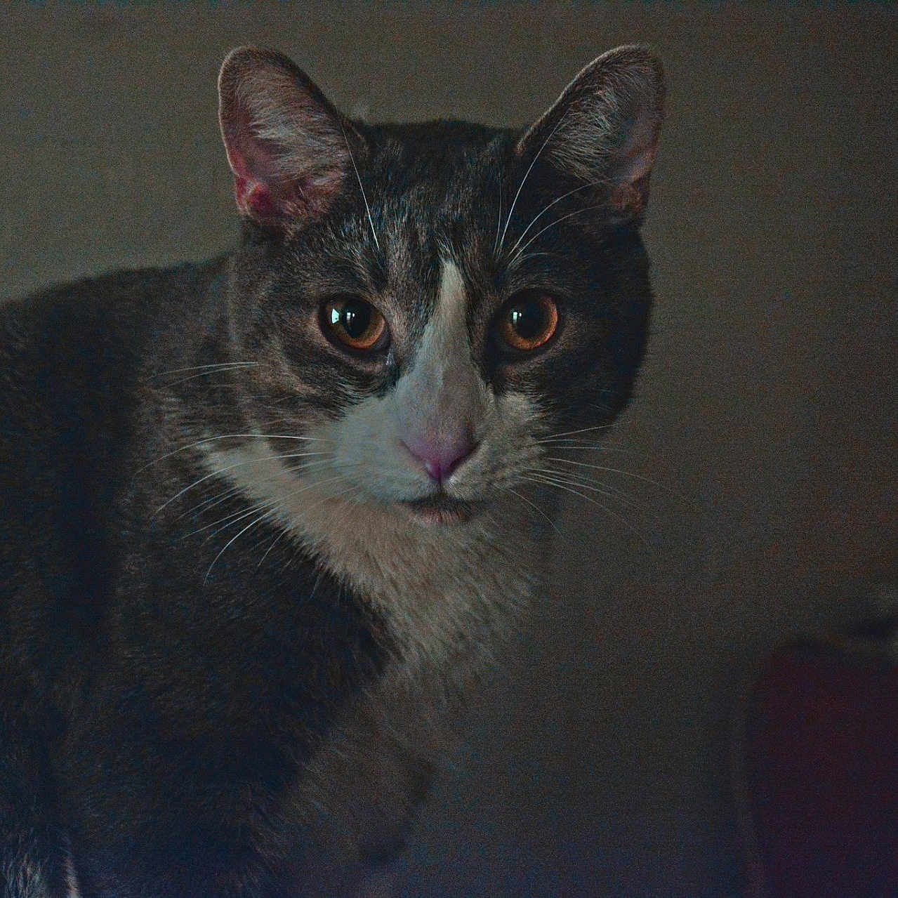 Mr.pit is registered to the contest to win money with this photo: animal, brown, cat, close_up, curious, domestic_cat, ears, eyes, face, feline, fur, indoor, looking, mammal, pet, portrait, quiet, shadow, whiskers, white