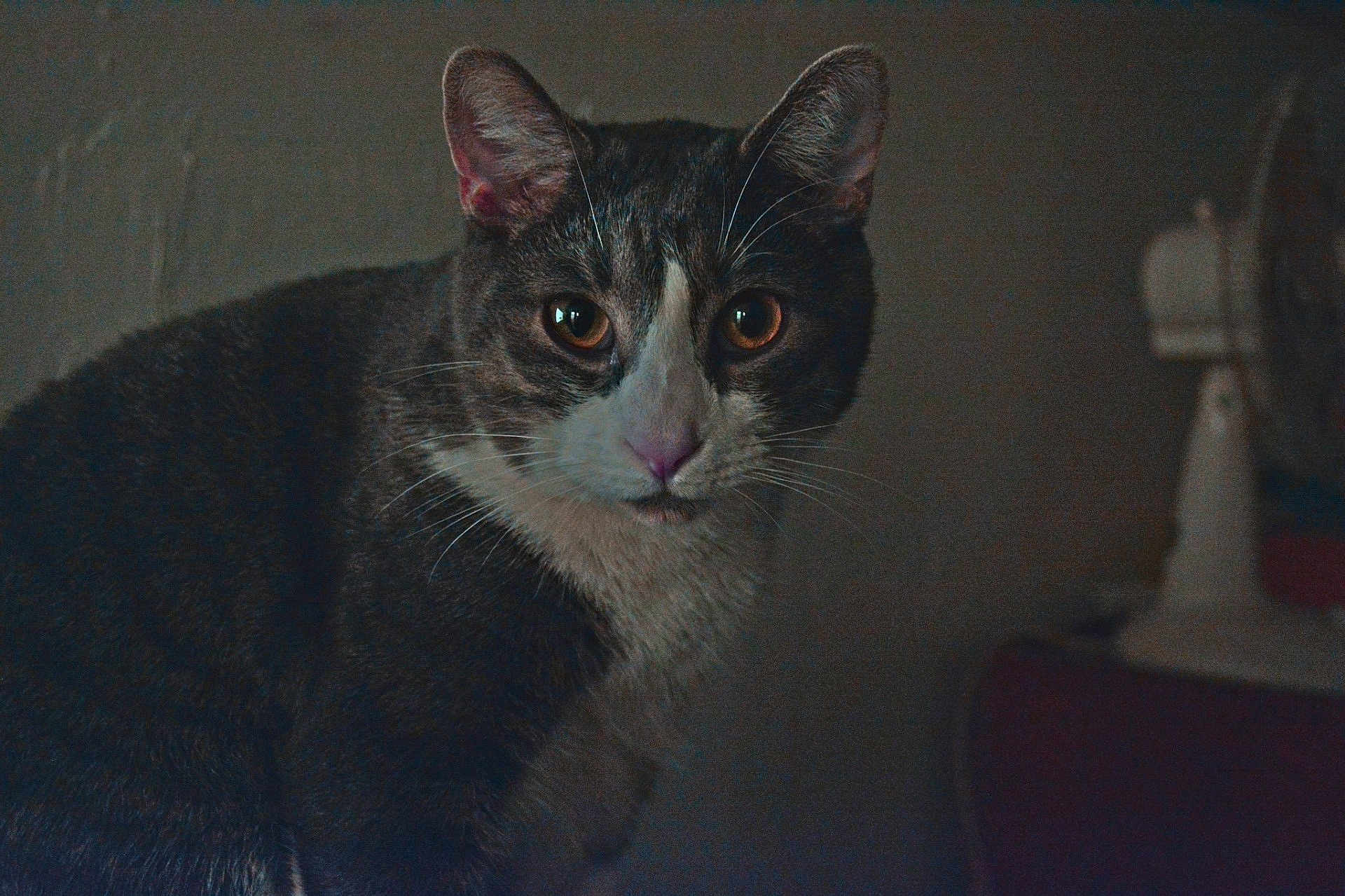 Mr.pit is registered to the contest to win money with this photo: cat, indoor, pet, feline, close_up, whiskers, ears, fur, animal, looking, curious, portrait, domestic_cat, brown, white, face, eyes, mammal, quiet, shadow