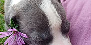 Aria participe au concours pour gagner de l'argent avec cette photo : puppy, sleeping, flower, purple, outdoor, grass, pet, cute, animal, resting, fur, nature, closeup, soft, adorable, young, peaceful, head, snout, relaxation