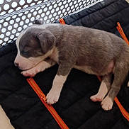 Aria a rejoint le concours — aidez-le/la à gagner de superbes lots ! puppy, sleeping, dog, quilted_mat, black, orange_zipper, basket, white, cute, young, animal, pet, cozy, resting, small, fur, paw, indoor, domestic, adorable