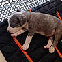 puppy, sleeping, dog, quilted_mat, black, orange_zipper, basket, white, cute, young, animal, pet, cozy, resting, small, fur, paw, indoor, domestic, adorable