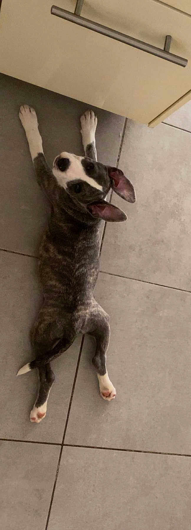 Aria