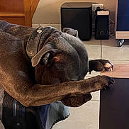 Tyson participe au concours pour gagner de l'argent avec cette photo : dog, sleeping_dog, paw, collar, indoor, tile_floor, coffee_table, wooden_stairs, blanket, nap, pet, close_up, muzzle, ear, resting, living_room, furniture, paw_on_table, gray_coat, relaxed