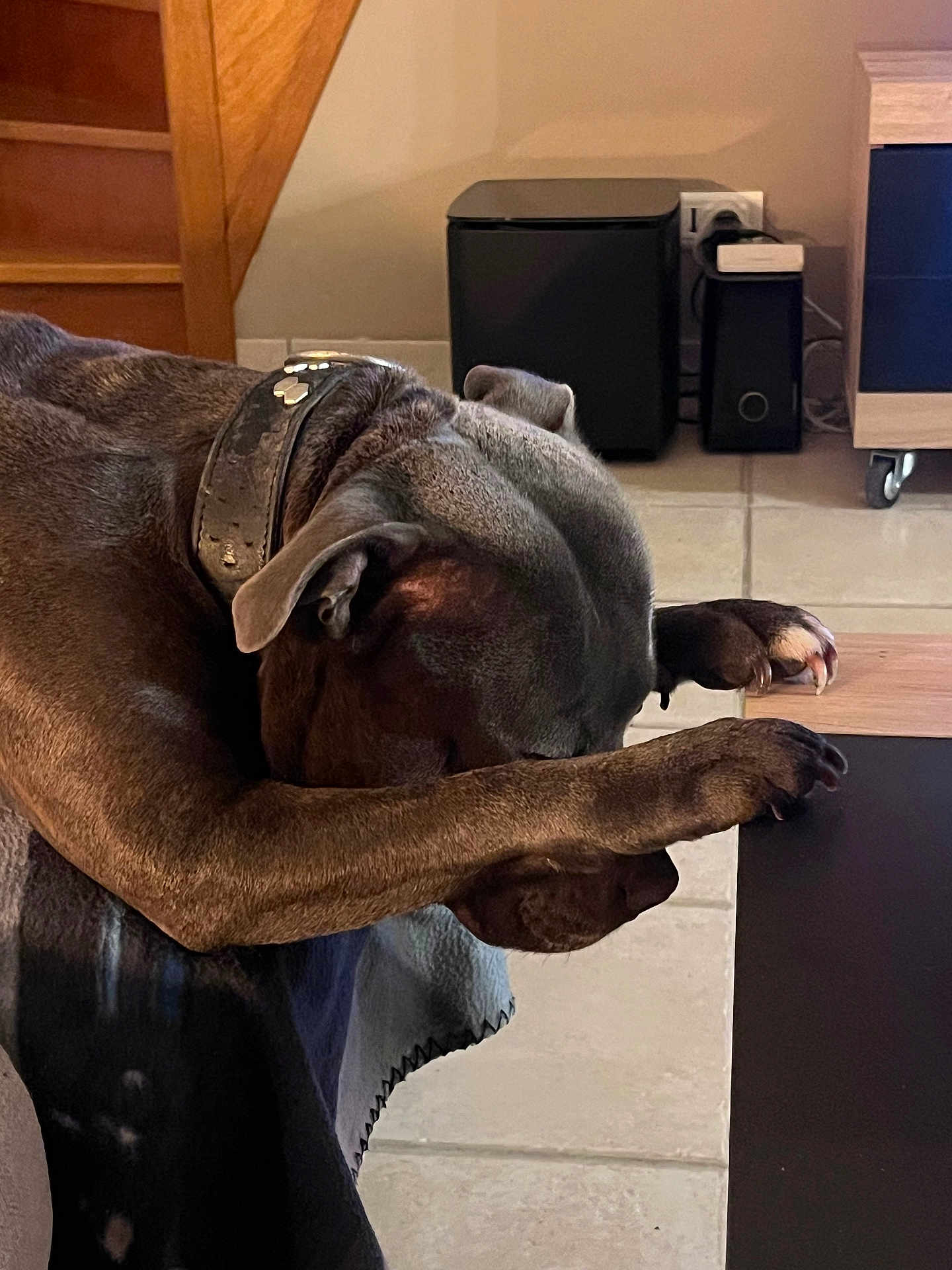 Tyson participe au concours pour gagner de l'argent avec cette photo : dog, sleeping_dog, paw, collar, indoor, tile_floor, coffee_table, wooden_stairs, blanket, nap, pet, close_up, muzzle, ear, resting, living_room, furniture, paw_on_table, gray_coat, relaxed