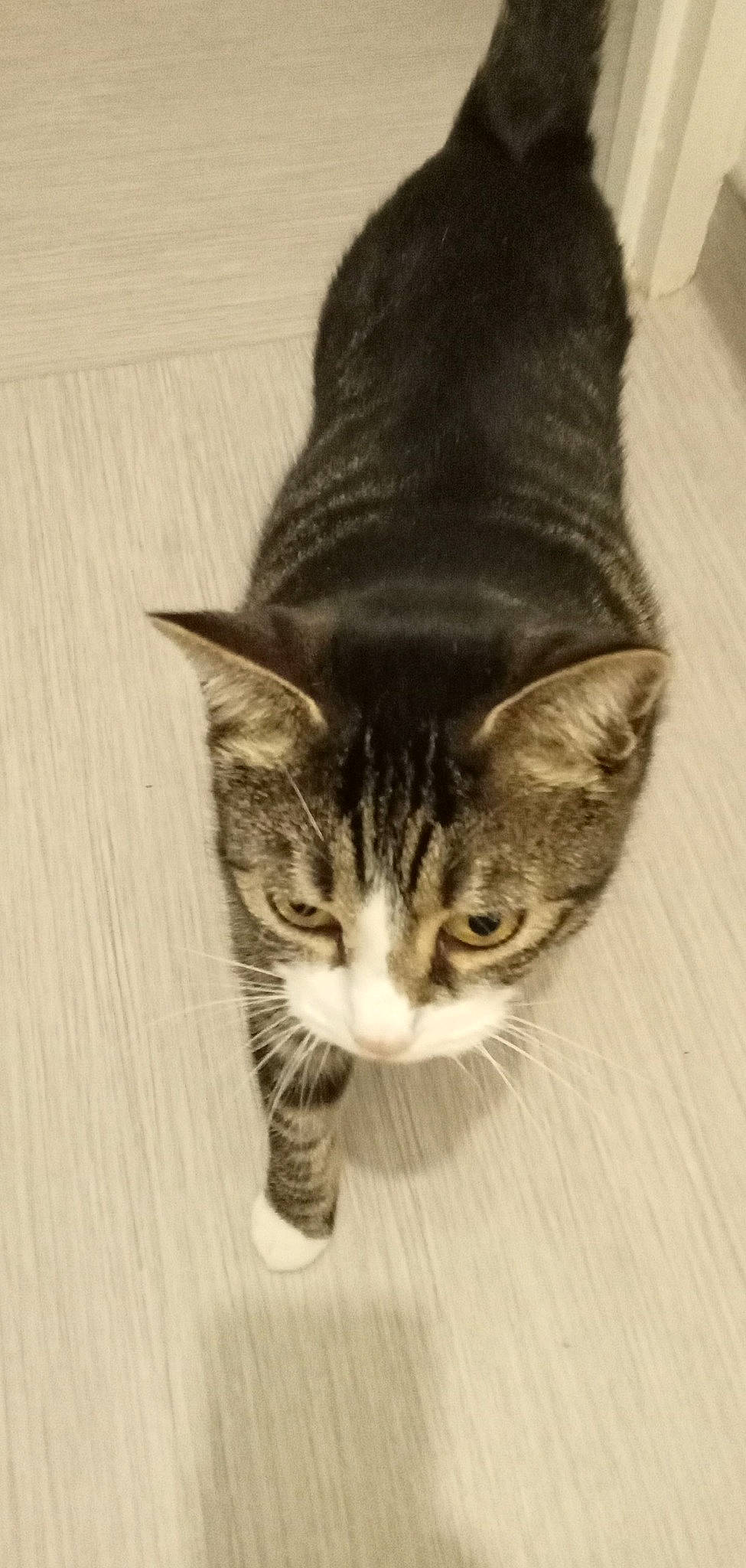 Pikachu participe au concours pour gagner de l'argent avec cette photo : carnivore, cat, domestic_short_haired_cat, felidae, fur, hardwood, paw, small_to_medium_sized_cats, snout, tail, terrestrial_animal, whiskers, window, wood