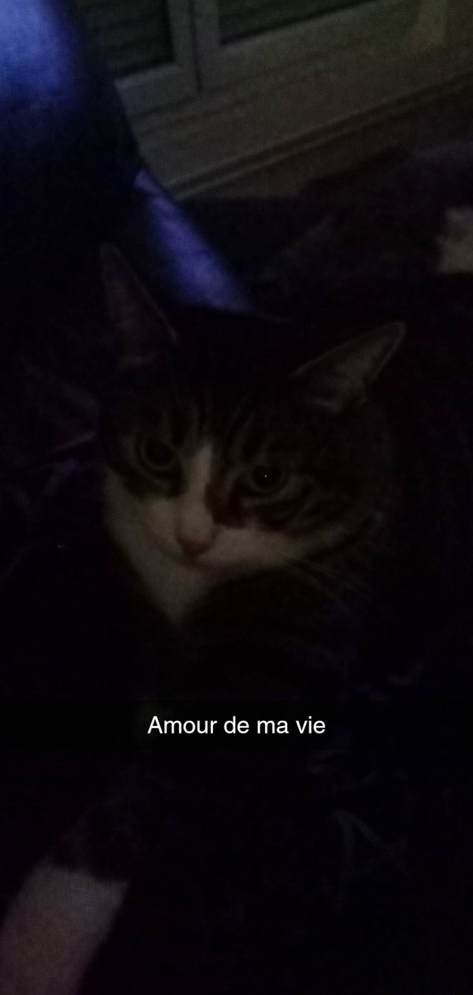 Pikachu participe au concours pour gagner de l'argent avec cette photo : carnivore, cat, darkness, domestic_short_haired_cat, electric_blue, felidae, font, fur, midnight, night, photo_caption, sky, small_to_medium_sized_cats, tail, terrestrial_animal, whiskers, window