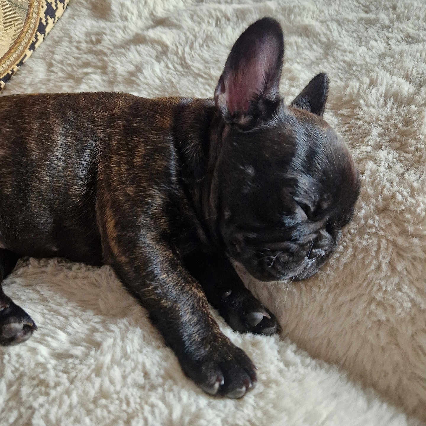 Alice participe au concours pour gagner de l'argent avec cette photo : animal, brindle, closeup, comfort, cozy, cute, dog, ears, fluffy_blanket, french_bulldog, fur, indoor, nap, paw, pet, puppy, relaxation, resting, sleeping, soft