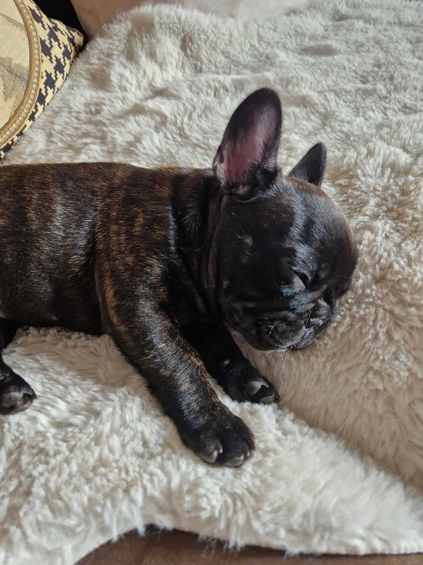 Alice participe au concours pour gagner de l'argent avec cette photo : animal, brindle, closeup, comfort, cozy, cute, dog, ears, fluffy_blanket, french_bulldog, fur, indoor, nap, paw, pet, puppy, relaxation, resting, sleeping, soft