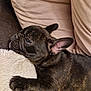 Alice a rejoint le concours — aidez-le/la à gagner de superbes lots ! animal, blanket, brindle, closeup, companion, couch, cozy, cute, dog, ear, french_bulldog, fur, indoor, paw, pet, puppy, relaxation, resting, sleeping, snout