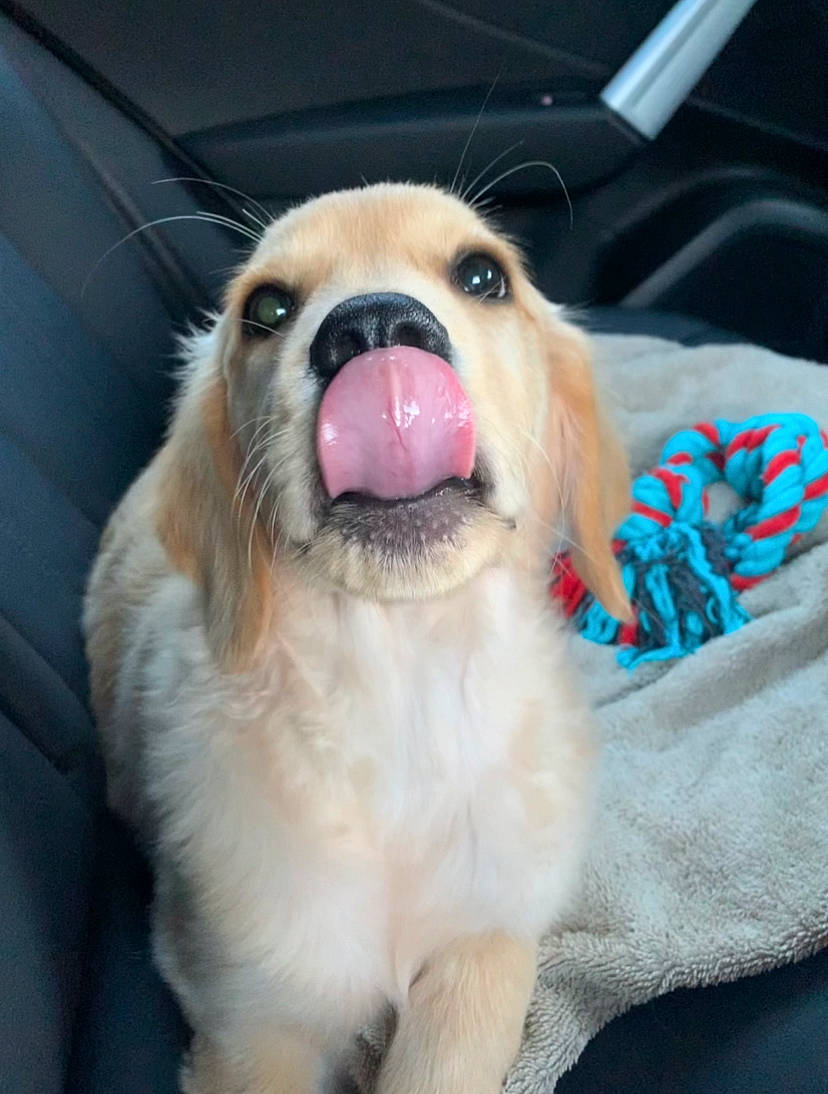 Sunny joined the competition — help win amazing prizes! carnivore, collar, companion_dog, dog, dog_breed, dog_collar, dog_supply, fang, fawn, fur, paw, pet_supply, smile, snout, spitz, sporting_group, toy_dog, volpino_italiano, whiskers, working_animal