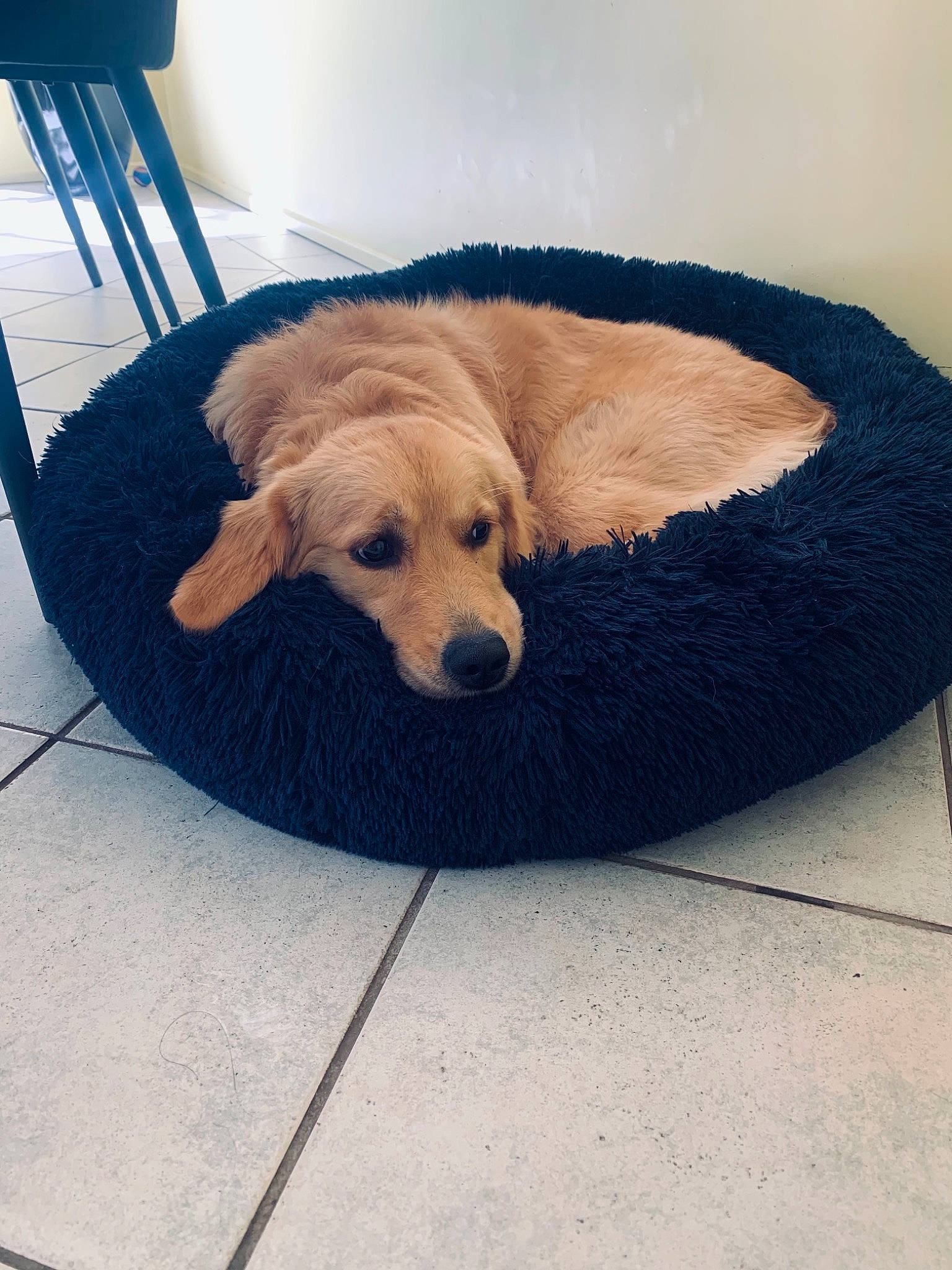 Sunny is registered to the contest to win money with this photo: carnivore, chair, comfort, companion_dog, couch, dog, dog_breed, dog_supply, electric_blue, fawn, flooring, fur, hardwood, pet_supply, plant, rectangle, snout, sporting_group, tail, working_animal