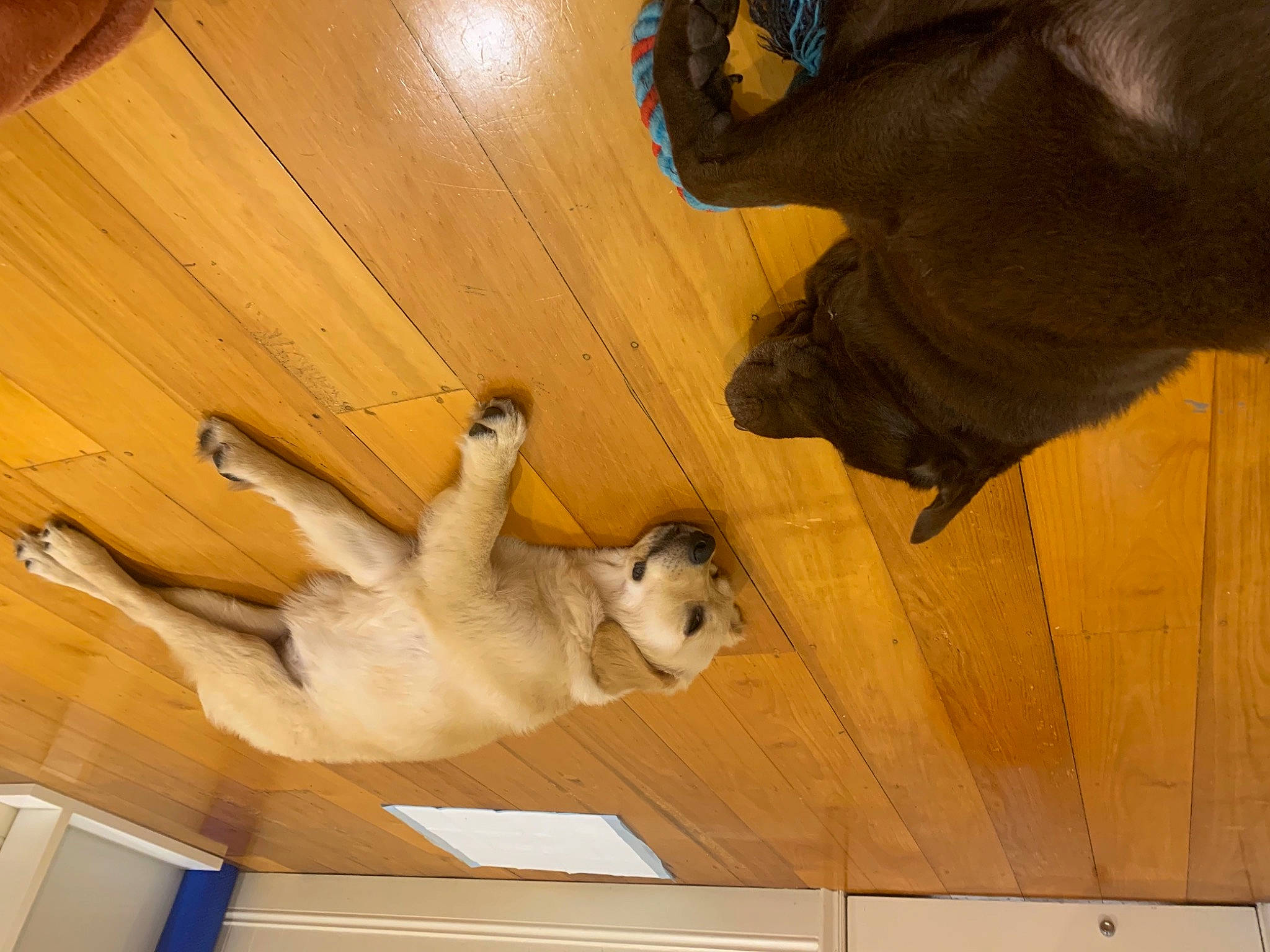 Sunny joined the competition — help win amazing prizes! canidae, carnivore, companion_dog, dog, dog_breed, fawn, felidae, floor, flooring, fur, hardwood, hat, plywood, small_to_medium_sized_cats, snout, sporting_group, tail, wood, wood_stain, working_animal