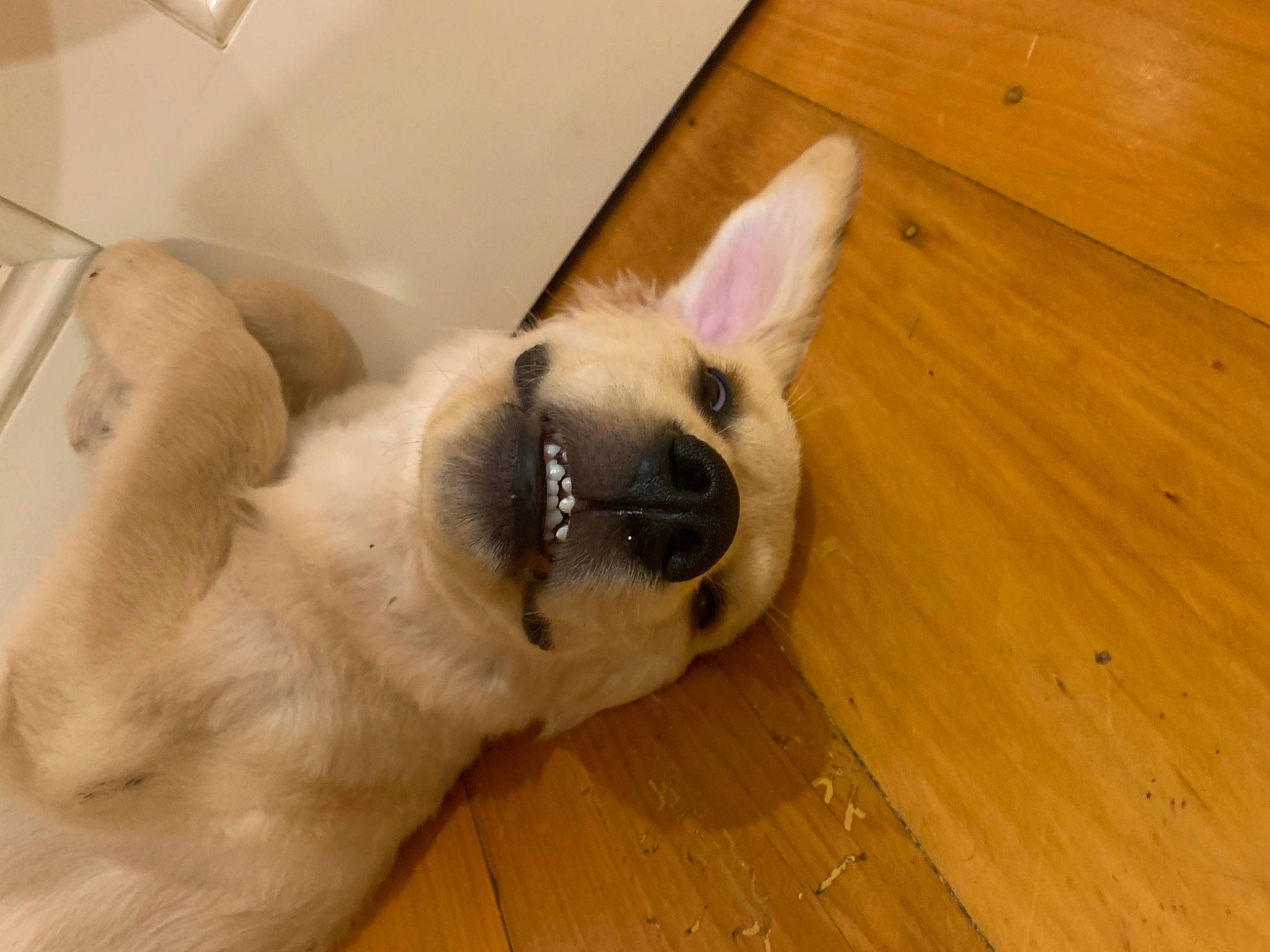 Sunny is registered to the contest to win money with this photo: ball, canidae, carnivore, companion_dog, dog, dog_breed, ear, fawn, flooring, foot, hardwood, paw, plank, snout, tail, varnish, whiskers, wood, wood_stain, working_animal