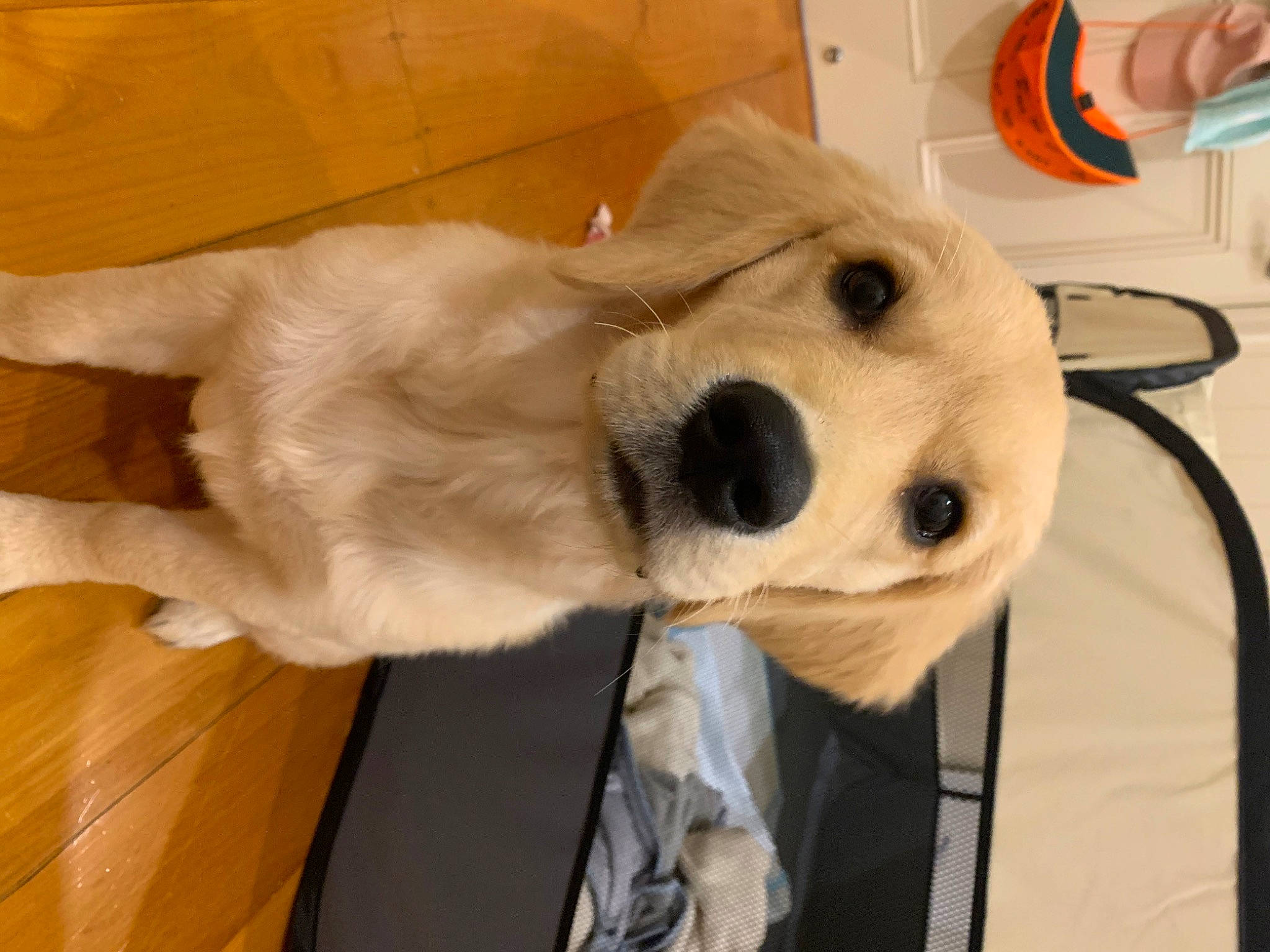 Sunny is registered to the contest to win money with this photo: carnivore, collar, companion_dog, dog, dog_breed, fawn, fur, golden_retriever, hardwood, hat, lifebuoy, non_sporting_group, retriever, snout, sporting_group, stuffed_toy, varnish, whiskers, wood, working_animal